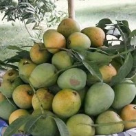 10 KG GobindoBhog Aam Satkhira